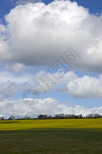 农田土地场地油菜籽绿色乡村庄稼美丽天空阳光蓝色黄色图片