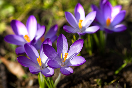 紫色和白春花花朵阳光公园照片灯泡季节花瓣树叶花园宏观图片