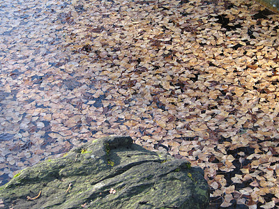 漂浮在水上的棕色叶子树叶橙子反射池塘黄色图片
