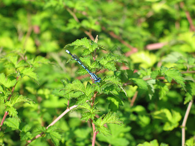 绿树叶背景植物翅膀线条蓝色宏观蜻蜓花园昆虫绿色图片