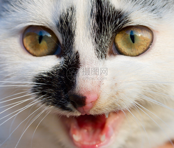 喵毛皮胡须白色猫咪动物黄色小猫宠物猫科图片