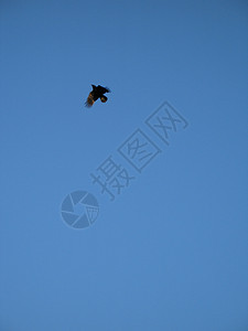 乌鸦在蓝天飞翔航班翅膀蓝色黑色飞行天空青色动物尾巴野生动物图片