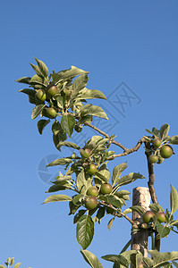 小苹果水果果园天空蓝色树叶图片