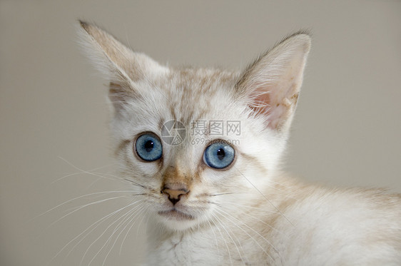 小猫咪毛皮纯种猫棕色蓝色小猫白色家畜眼睛宠物图片
