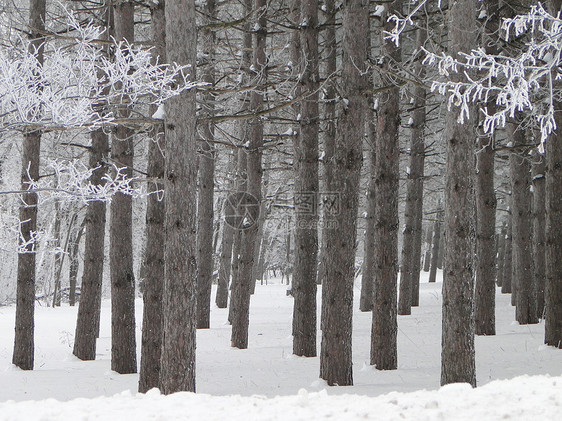 冬季松林树干水晶森林越野树木风景滑雪图片