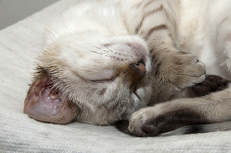 睡觉的小猫休息小憩猫科毛皮动物哺乳动物猫咪耳朵品种胡须图片