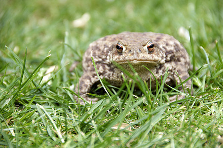 青蛙眼睛脊椎动物身体棕色宏观花园荒野蟾蜍环境绿色图片