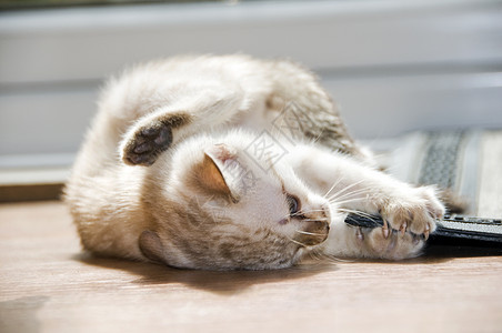 小猫咪白色宠物家畜纯种猫地面眼睛蓝色毛皮小猫图片