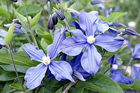 威灵仙叶子紫色美丽植物群藤蔓树叶蓝色植物登山者生长图片
