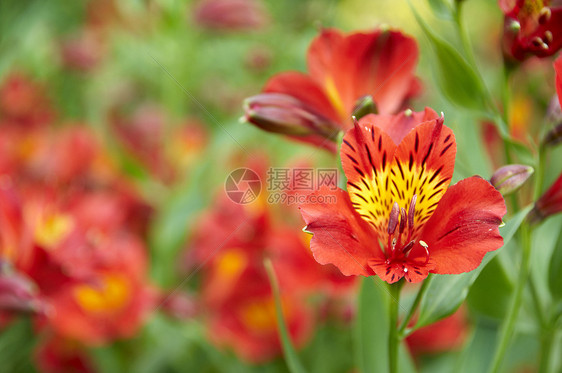 红花黄色绿色植物学生长花瓣植物群美丽叶子植物花园图片