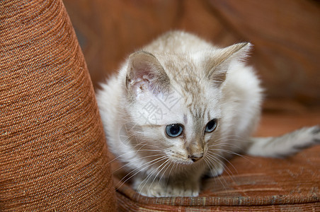 小猫咪小猫蓝色毛皮眼睛家畜白色纯种猫橙子沙发长椅图片