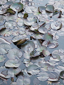 水柱沼泽生长叶子池塘正方形荷叶圆圈植物百合漂浮图片