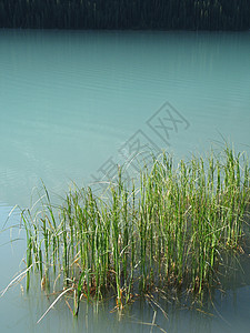 绿湖中的青绿色荒野刀片植物绿色植物蓝色反射芦苇图片