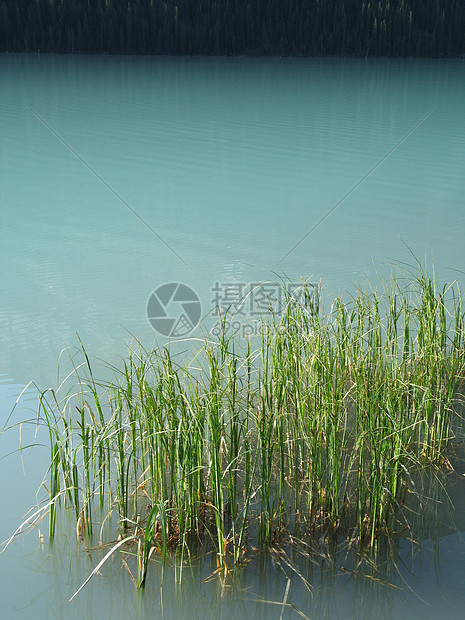 绿湖中的青绿色荒野刀片植物绿色植物蓝色反射芦苇图片