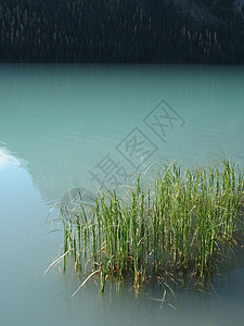 绿湖中的青反射刀片芦苇荒野蓝色绿色植物绿色植物图片