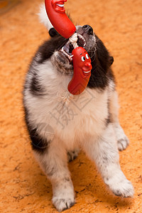 赛马小狗香肠白色眼睛乐趣黄色玩具黑色动物萨摩耶宠物图片
