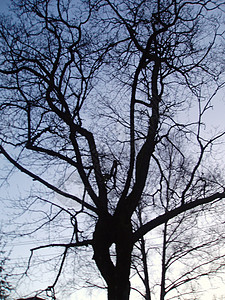 无叶的裸树枝条天空分支机构桦木小枝图片