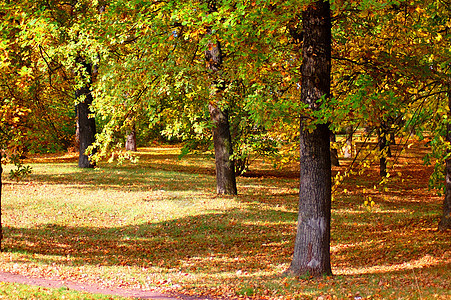 园圃和林林 秋天有金枣树叶森林树叶公园农村光束太阳场景木头横梁晴天图片