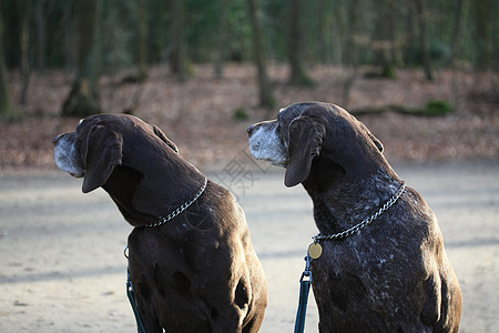 德国短头发指针棕色朋友白色宠物乐趣活动小狗灰色打猎猎犬图片