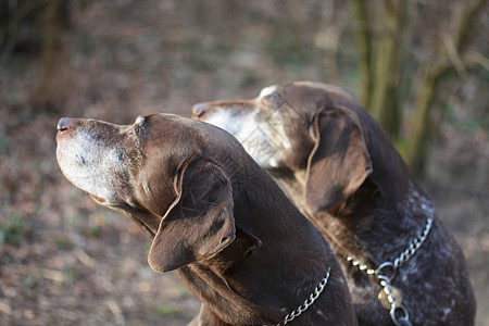 直发短头发的德国姐妹犬齿猎犬小狗棕色朋友活动乐趣打猎白色犬类图片