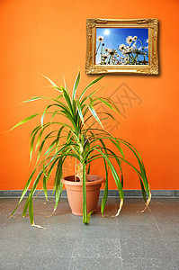 墙上和工厂上的相片植物花朵橙子风格装饰照片房间盆栽绿色图片