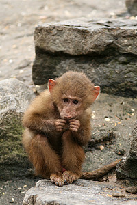 小猴吃东西图片