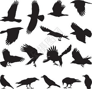 彩虹翅膀飞行黑色捕食者迁移团体收藏打猎腐肉白色图片