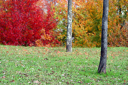 秋季风景树木阳光旅行环境叶子孤独公园森林场景季节图片