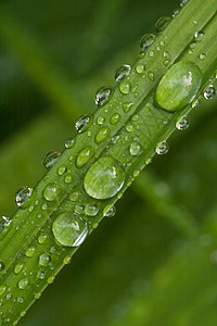 绿叶 有雨滴植物绿色树叶飞沫自然宏观水分图片