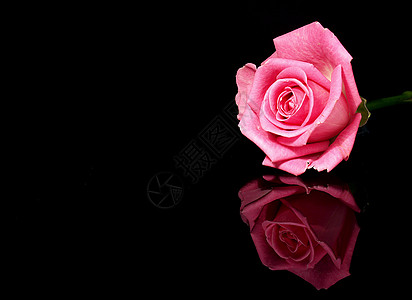 粉红玫瑰和黑色背景背景图片