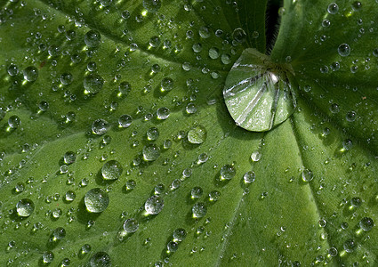 叶子带滴滴自然季节植物树叶下雨宏观水分绿色飞沫图片