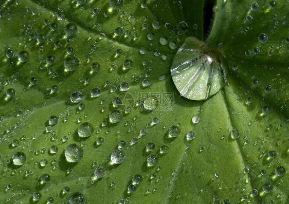 叶子带滴滴自然季节植物树叶下雨宏观水分绿色飞沫图片