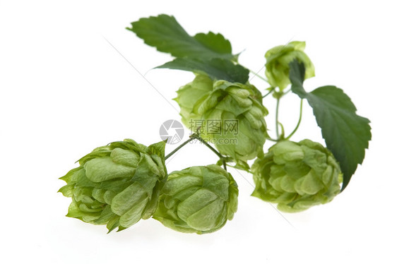 白色背景的跳锥形和叶子细节锥体草本植物啤酒树叶药品食物狼疮啤酒花雌激素植物图片
