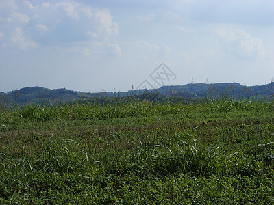 横向景观旅行玉米手表农业树木天空绿色蓝色植被栽培图片