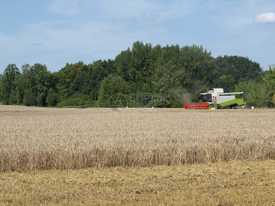 收获谷物大麦玉米场地工作食物农业黄色生物小麦图片