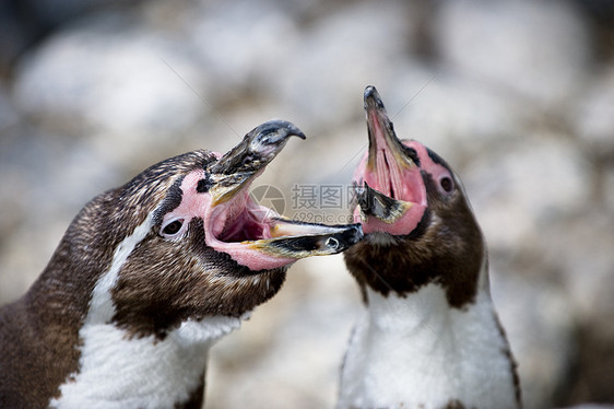 Humboldt 企鹅标志高空巢图片