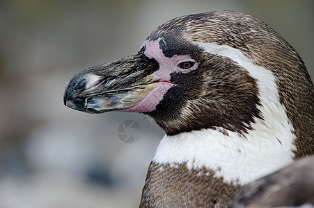 Humboldt 企鹅荒野水陆野生动物鸟类动物园动物动物群两栖图片
