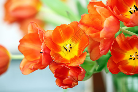 色彩多彩的郁金花叶子花头花店花瓣植物颜色季节绿色创造力橙子图片