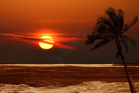日出时有戏剧色彩的孤独棕榈树图片
