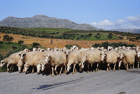 农场生命和动物奶牛山羊生活农家图片