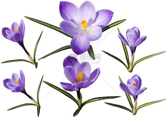 Crocus花花的计算图片