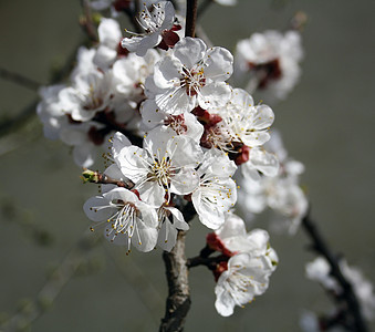 杏桃花花橙子团体白色花园水果植物学粉色传单图片