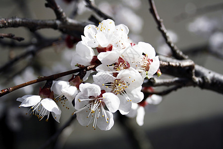 杏桃花花白色团体水果植物学粉色花园橙子传单背景图片