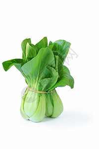 BokChoy 乐池图片