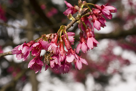 桃花白色荒野蓝色季节生活花园季节性天空粉色植物背景图片