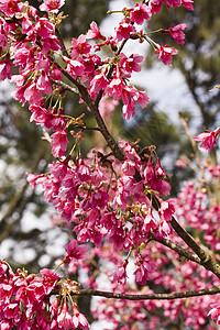 桃花白色季节季节性生活生长花瓣蓝色天空花园荒野背景图片