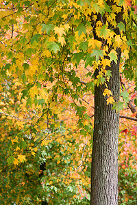 秋季风景孤独树木薄雾分支机构阳光叶子环境森林旅行地球图片