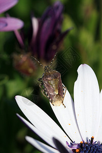花朵中的臭虫天线紫色漏洞绿色野花蟑螂野生动物动物群花园翅膀图片