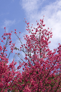 桃花植物生长蓝色生活花园天空白色荒野季节粉色背景图片