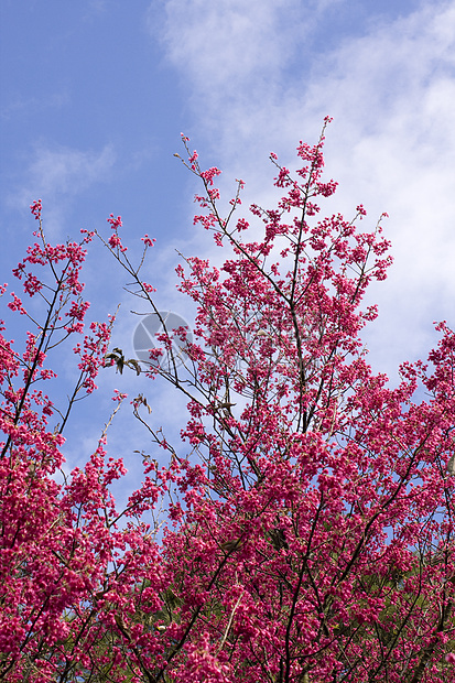 桃花植物生长蓝色生活花园天空白色荒野季节粉色图片